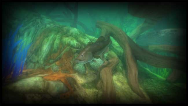 Cá vược trong Feed and Grow