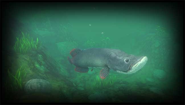 Boss cá mới trong Feed and Grow