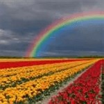 Fields of Flowers - Free Flower Wallpapers for PC