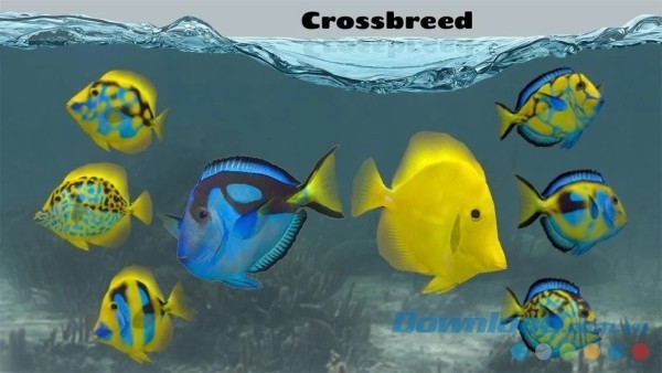 Tự do lai tạo giống theo ý muốn trong Fish Farm 2 cho Android