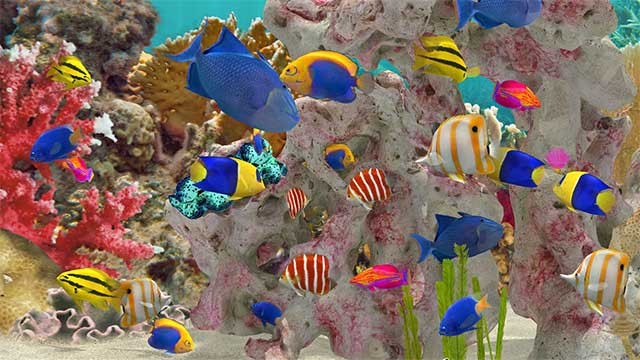 Hơn 380 loài cá và sinh vật biển để bạn mua, lai ghép và phát triển chúng