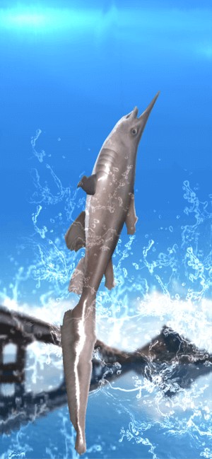 Bắt nhiều loài cá hiếm