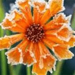 Flowers in the Snow - Spring Flower Desktop Wallpaper