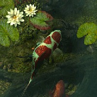 Aquarium Screensaver - Hình nền bể cá 3D sống động