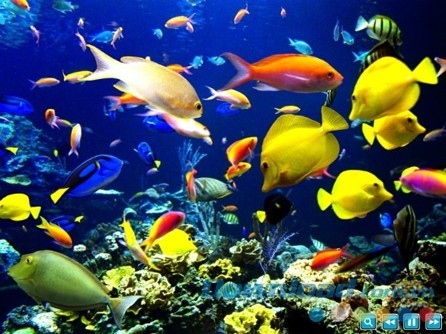 Phần mềm tạo trình chiếu ảnh Free Slideshow Maker