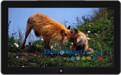 Furry Families theme