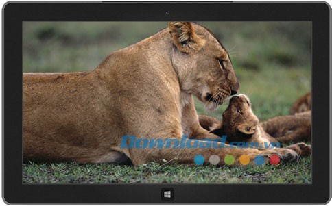 Furry Families theme