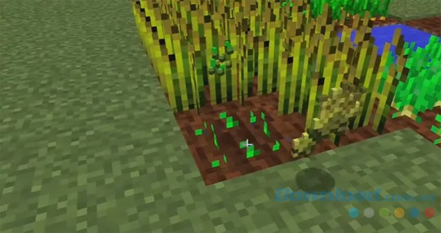 Trồng cây tự động sau thu hoạch