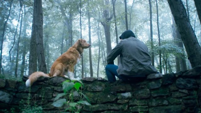 Bộ phim kể câu chuyện về chú chó Indy và người chủ bệnh tật