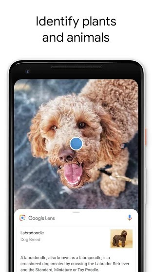 Tìm hiểu về loại cây hoặc động vật mà bạn chưa biết