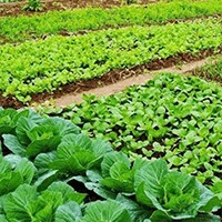 Happy Farm Simulator - Game Nông Trại Trồng Trọt Vui Nhộn