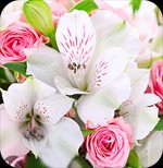 Hình nền 20/11 cho điện thoại Android, iPhone