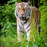 Hình nền con hổ cho điện thoại, ảnh nền hổ di động