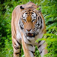 Hình nền con hổ đẹp, chất lượng cao cho máy tính và laptop