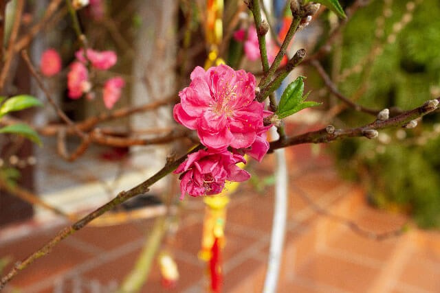 Ảnh nền hoa Đào ngày Tết