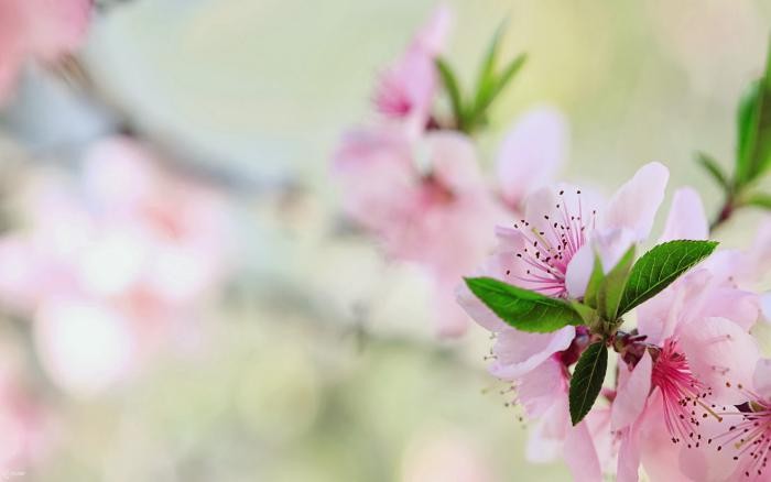 Bộ hình nền hoa Đào ngày Tết Nhâm Dần 2023