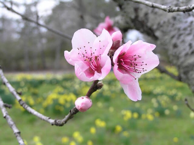 Hình nền hoa Đào full