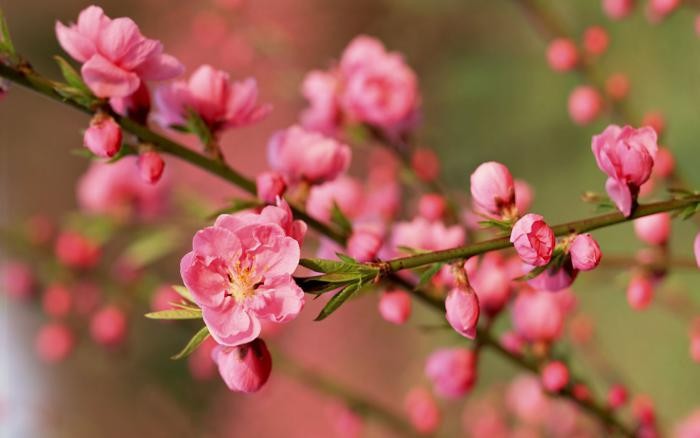 Bộ hình nền hoa Đào ngày Tết 2023