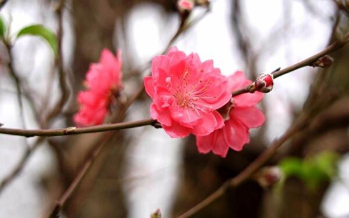 Bộ hình nền hoa Đào