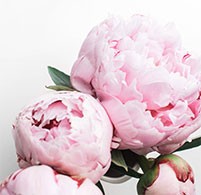 Hình nền hoa mẫu đơn cho điện thoại - Bộ sưu tập đẹp nhất