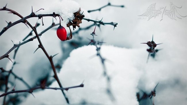 HD Wallpaper cho máy tính