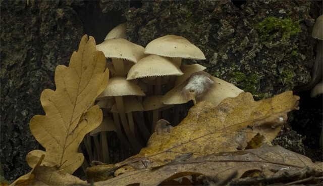 Những cây nấm đua nhau mọc