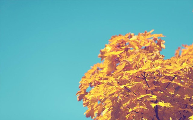 Trời xanh cây vàng