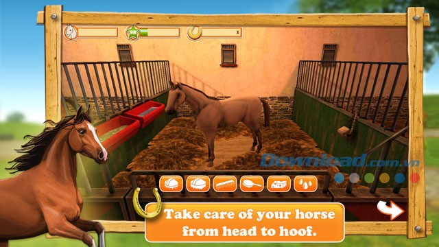 Chăm sóc những chú ngựa thật chu đáo