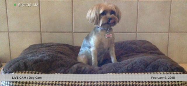 iCam có thể dụng để giám sát thú cưng từ xa trên điện thoại