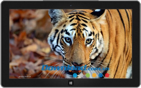 Indian Wildlife theme