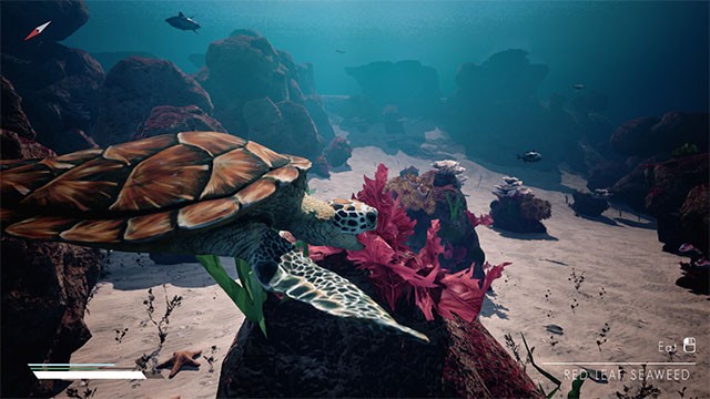 Hóa thân thành 50 loài động vật khác nhau trên hành trình thám hiểm đại dương