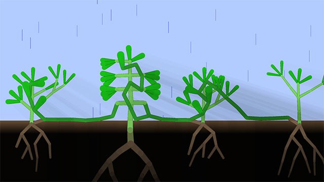 Nước và ánh nắng mặt trời là 2 nguồn dinh dưỡng chính giúp cây phát triển không ngừng