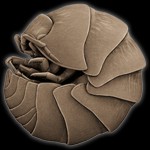 Keka for Mac - Compress and Uncompress Files