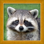 Kids Learn About Animals - Cùng bé khám phá thế giới động vật