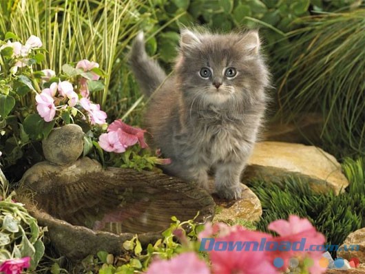 Kittens Free Screensaver