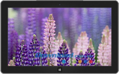 Life in Lavender theme