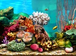 Living Marine Aquarium 2.0 - Biến màn hình chờ thành bể cá 3D sống động