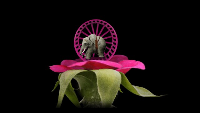 Phát triển từ một hạt giống thành nhiều thứ khác nhau