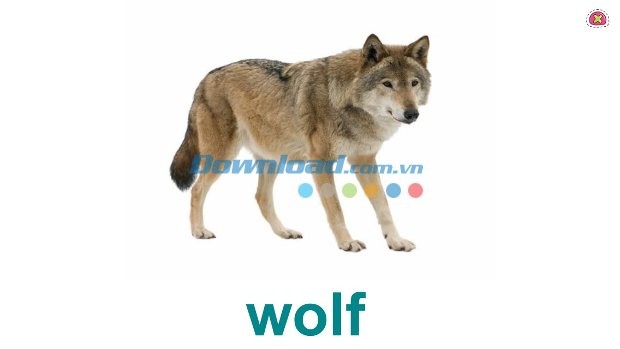 Học tiếng Anh hiệu quả qua hình ảnh và video minh họa