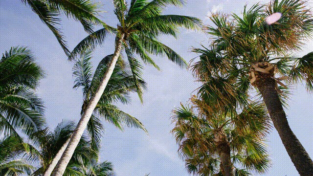 Hiệu ứng chuyển tiếp trong movavi