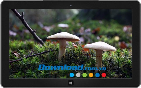 Mushrooms theme