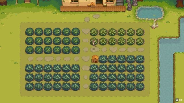 Trồng chè ở khu vườn sau nhà để chủ động về nguồn cung cấp