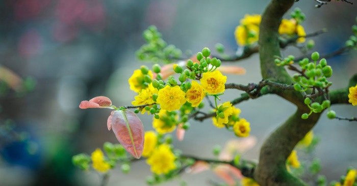 Những Bài Nhạc Xuân Hay Nhất Trên Mạng Xã Hội