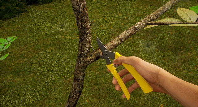 Chăm sóc cây ăn quả từ giai đoạn gieo hạt, tưới nước, tỉa cảnh... cho đến thu hoạch