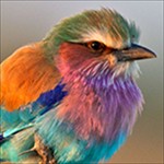 Pictures Now - Kho Hình Nền Miễn Phí, Phong Phú