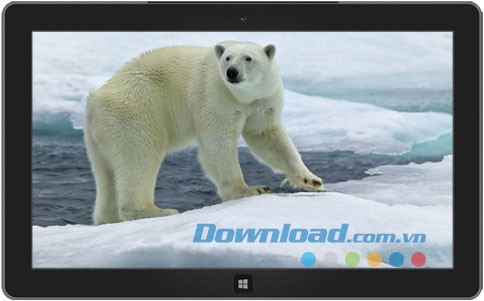 Polar Bears theme