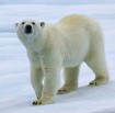 Polar Bears - Gấu trắng Bắc Cực: Facts, Habitat & Conservation