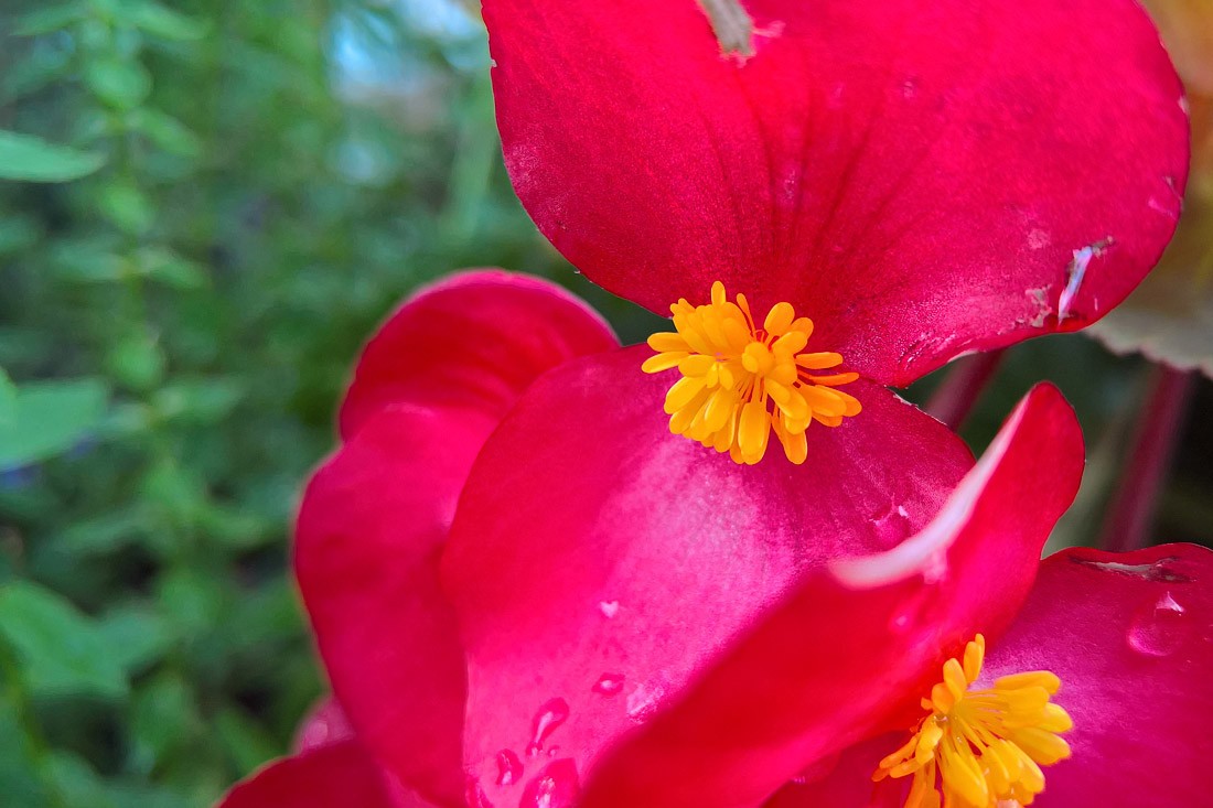 Ảnh chụp lấy nét chủ thể trước