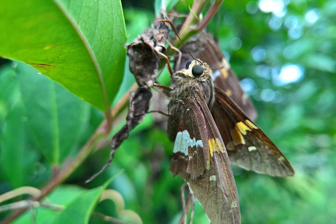 Chụp hình chi tiết nhỏ rất nét