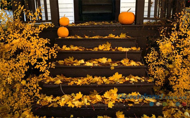 Hình nền Halloween Pumpkin Season